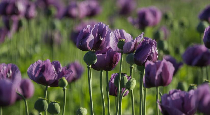 Vajdaságban jobban megéri mákot termeszteni?