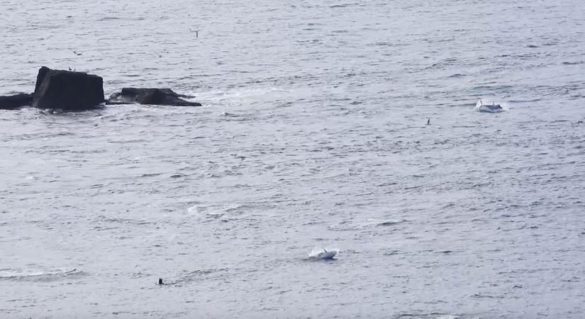 Magyar kislány fogott dunai halszörnyet, azt hittük már kihalt ez a dinoszaurusz