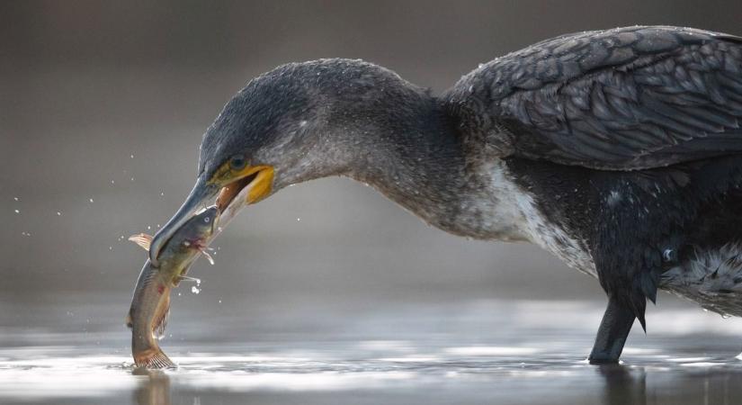 Kormoráninvázió ellen indul offenzíva – a horgászokat és a halgazdaságokat is fenyegeti a pusztítás