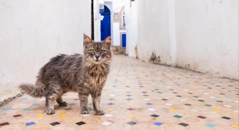 Később és máshol háziasíthattuk a macskákat, mint eddig gondoltuk