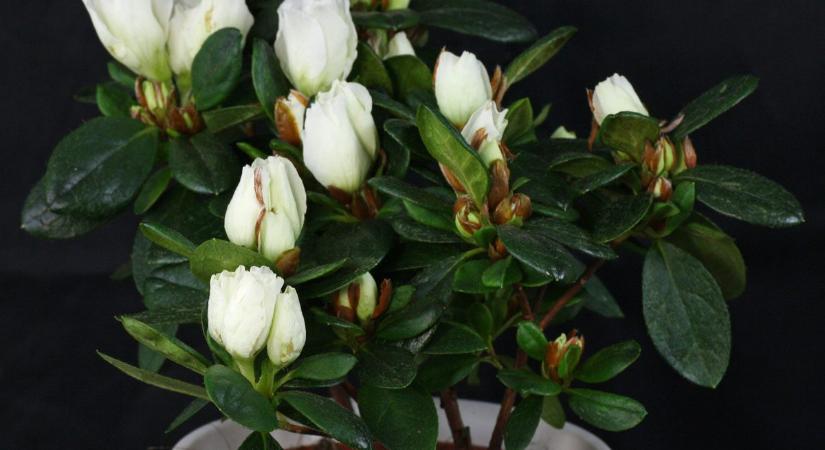 Leesett az állunk: ennyire kényes a cserepes azálea