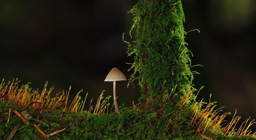 Már elérhetők a decemberi EUDR képzések időpontjai