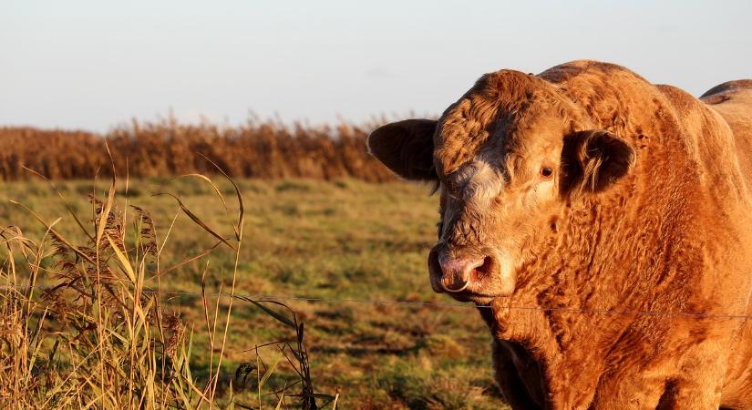 Megugrott a szarvasmarhavágások száma