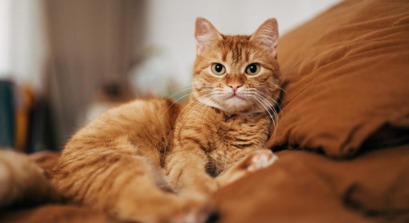 Mióta élnek macskák Európában?