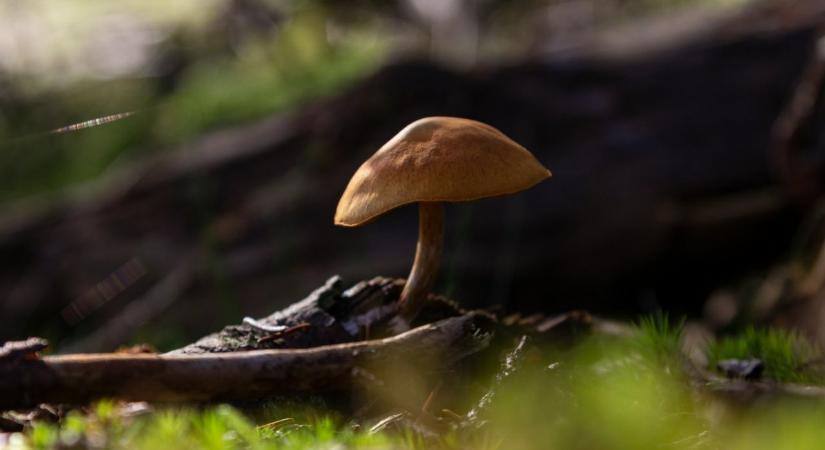 A régész gombát keresett az erdőben, amikor szenzációs régészeti leletre bukkant