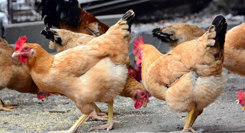 Baromfi tojástermelés fenntartása télen – világítás és takarmány