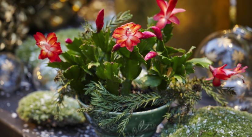 Mit jelképez a karácsonyi kaktusz? És mit tegyél, hogy virágba boruljon?
