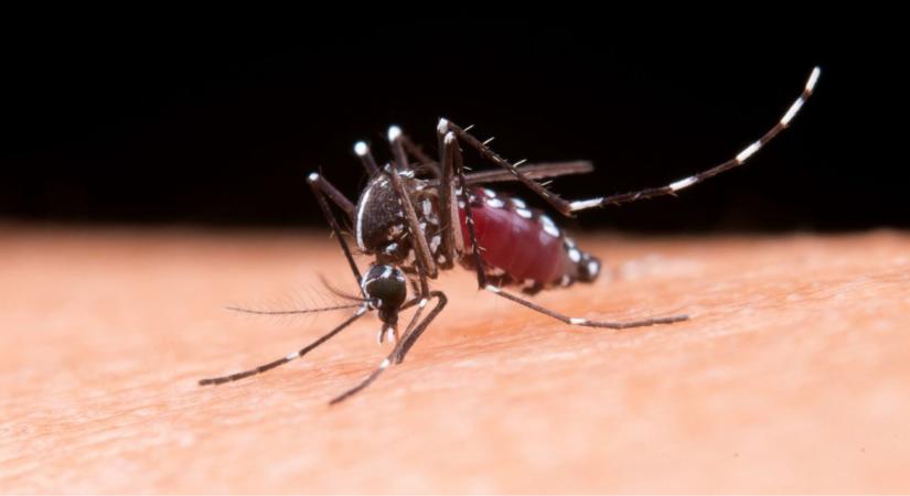 Több szúnyog, nagyobb diverzitás? A tigrisszúnyog nem feltétlen ellenség