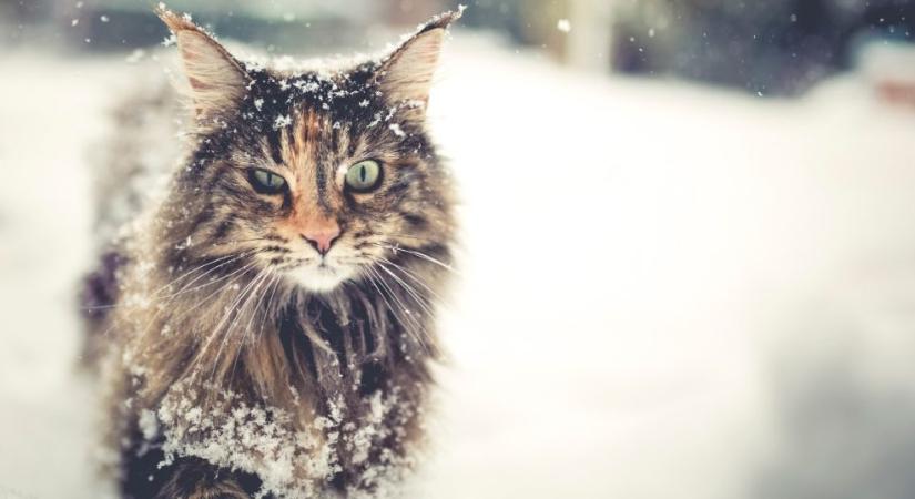 Így óvhatod a téli hideg veszélyeitől a macskád