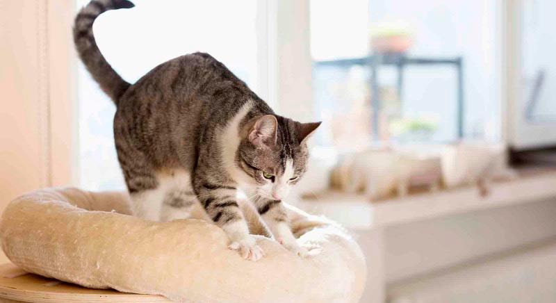 Karantén Csapon veszett macska miatt – két hónapos korlátozások a térségben