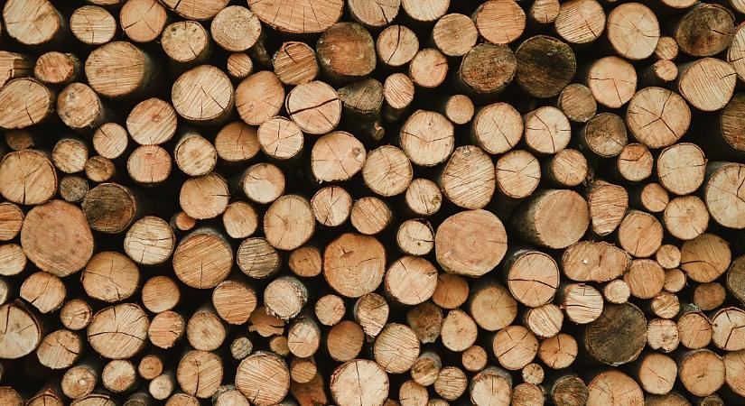 Illegális faárusítás: mutatjuk, mit kell tenni, hogy ne váljunk csalás áldozatává!