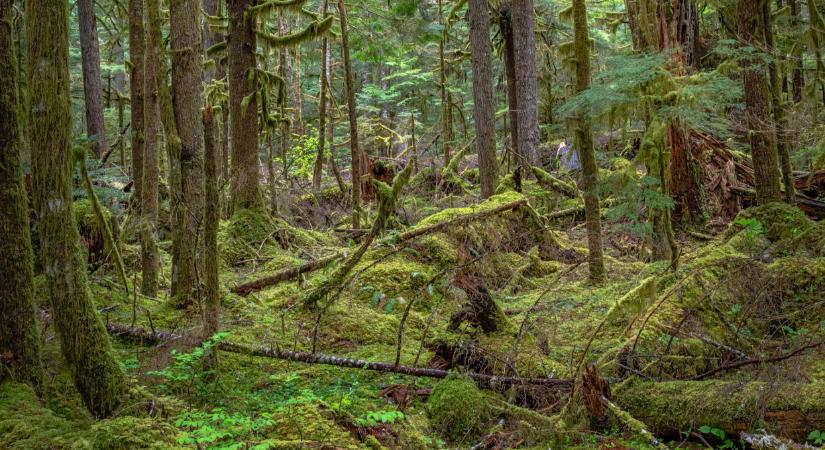Elképesztő, mi történt ezzel a 170 hektár területtel Magyarországon