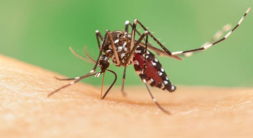 Jól megvan az ázsiai tigrisszúnyog a hazai fajok mellett