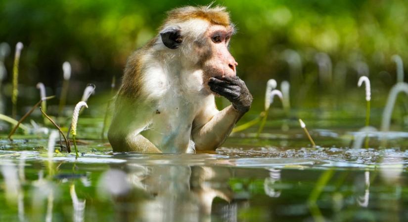 A majmoknak is van ritmusérzékük, felismerik és képesek igazodni a tempóhoz