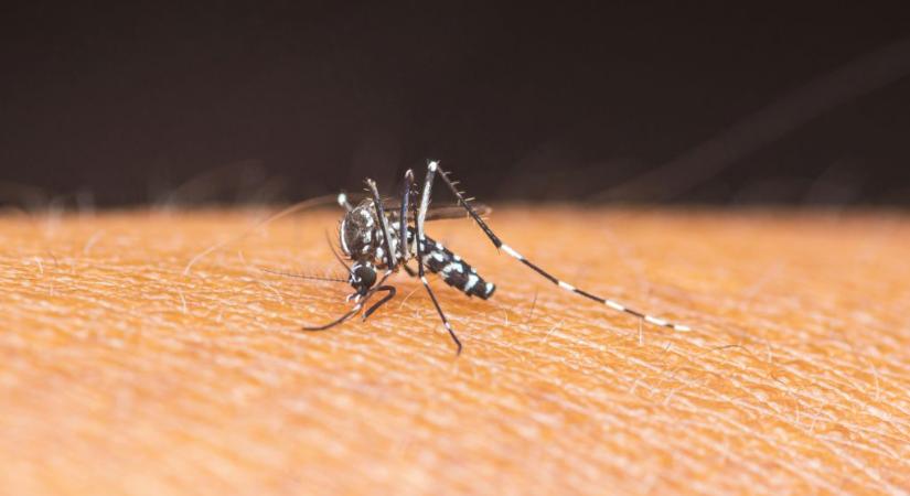 Beilleszkedett a veszélyes tigrisszúnyog a magyar élővilágba