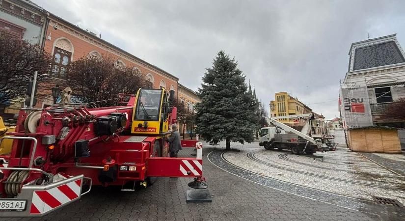 Kalandos út után érkezett meg Észak-Komárom karácsonyfája - így emelték ki daruval  videó, galéria