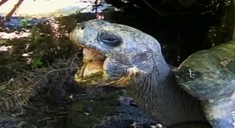 Két világháborút és 20 elnököt is túlélt, de társai még száz év múlva is itt araszolhatnak