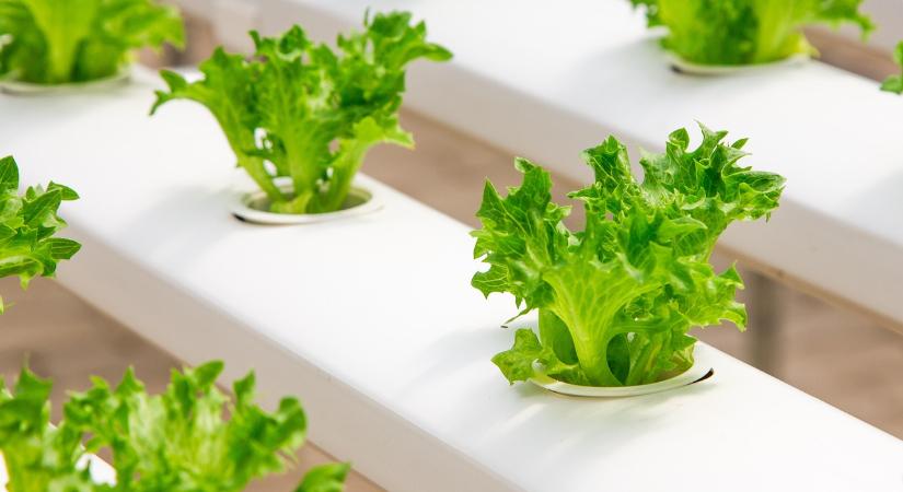 Vertikális termelés – kilencszer több élelmiszer