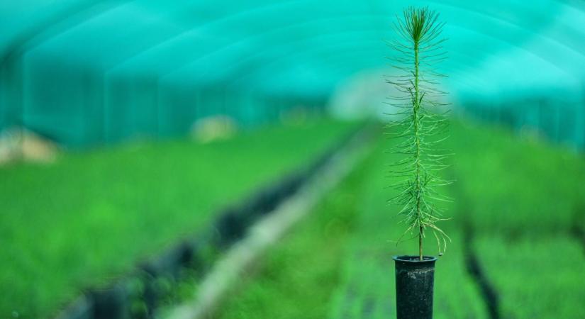Sokkoló, mennyi idő fenyőt nevelni magról!