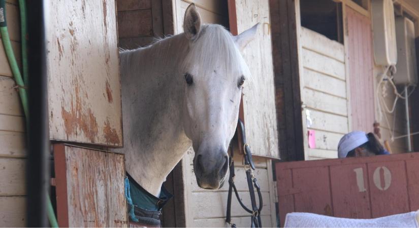 Lóistálló szellőzés télen – huzat nélkül, egészségesen
