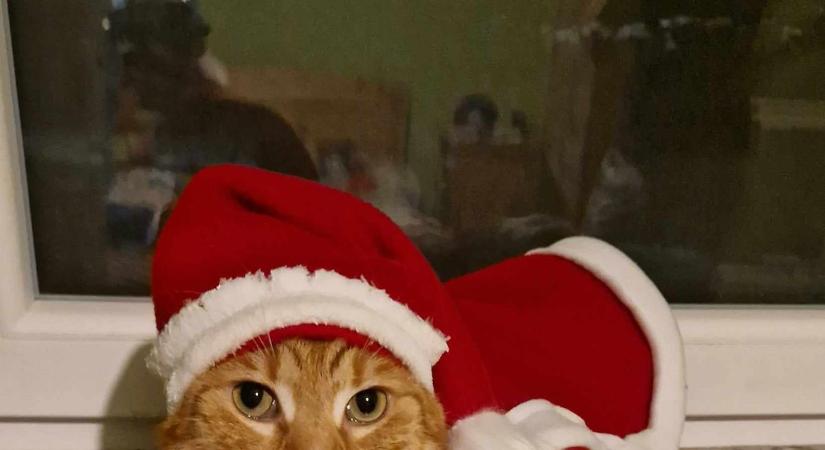 Olvasóink kedvencei: kutya, macska… és egy váratlan vendég! (SOK FOTÓVAL)