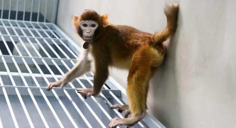 Megszünteti a majomkísérleteket az amerikai járványügyi központ