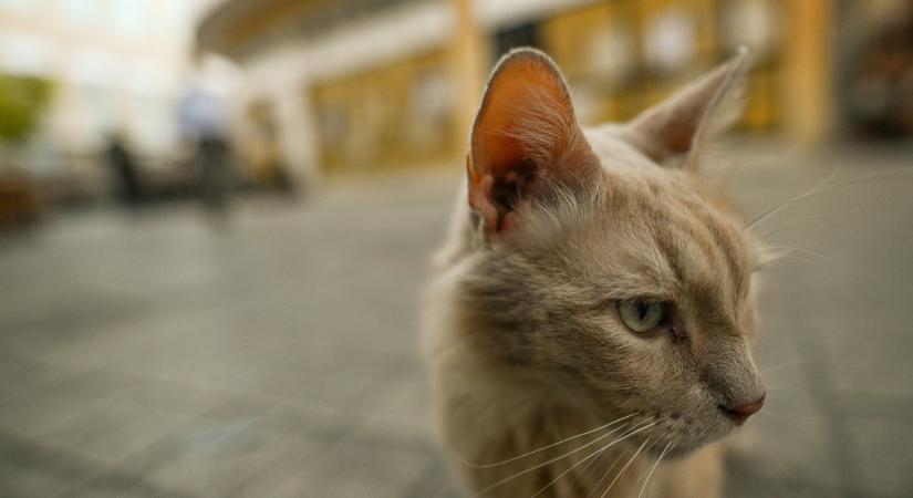 A genetikai elemzés újraírta azt, amit a házi macskákról tudtunk