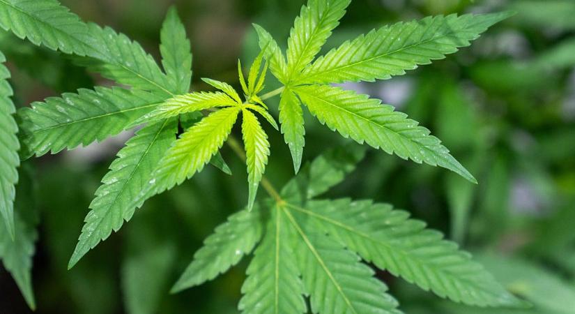 Családi kannabiszbizniszt számol fel a rendőrség