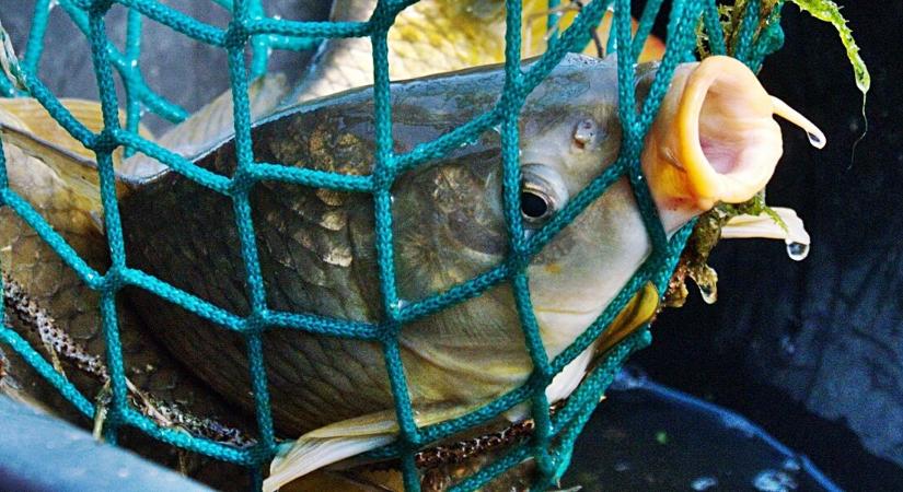 Sokkoló igazság a karácsonyi pontyról: erre senki sem számít az ünnepi készülődés közben