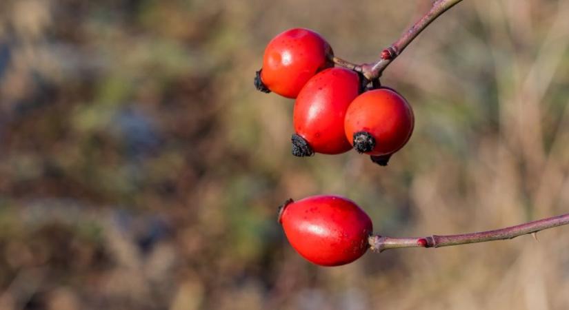 Természetes védelem a szervezetnek – Immunerősítő gyógynövények a MATE ajánlásával