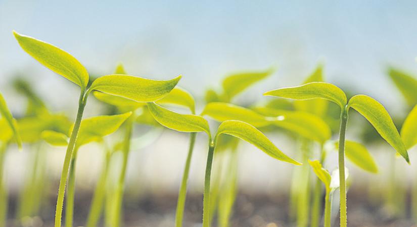 Hogyan tegyük olcsóbbá a termelést?