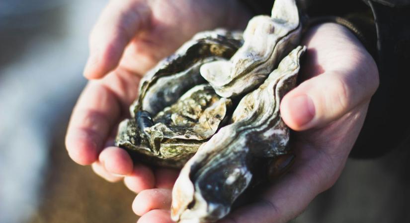 Óriási a baj Japánban az osztrigapusztulás miatt, vész-üzemmódba kapcsol a kormány