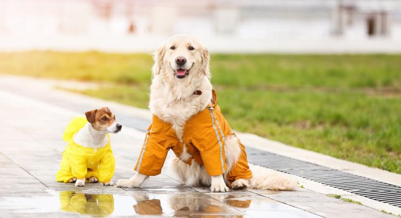 Szakértő szerint ennyire fontos a kutyaruha hideg időben