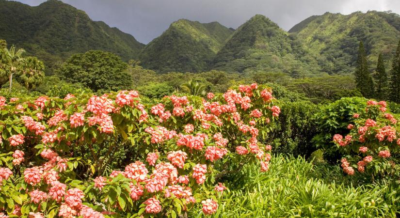 A Lyoni Botanikus Kert