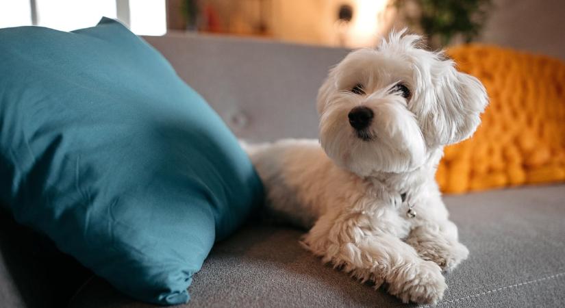 Erre az 5 kutyafajtára kisebb eséllyel allergiásak az emberek