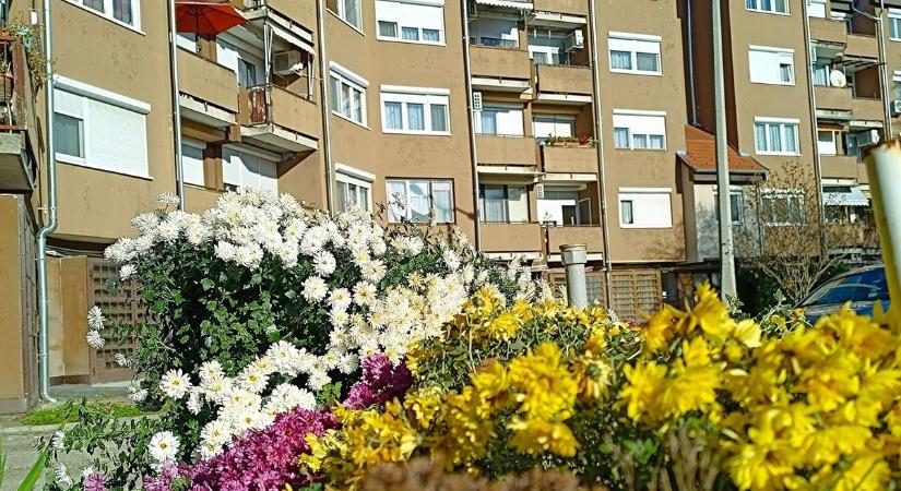 Az emberek nem, de ez a virág bírja a fagyot – Holnap is repkednek a mínuszok