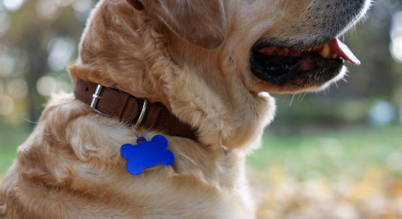 Balesetveszélyes nyakörvek és akváriumlámpák lepték el a boltokat, egyik sem ment át a vizsgán