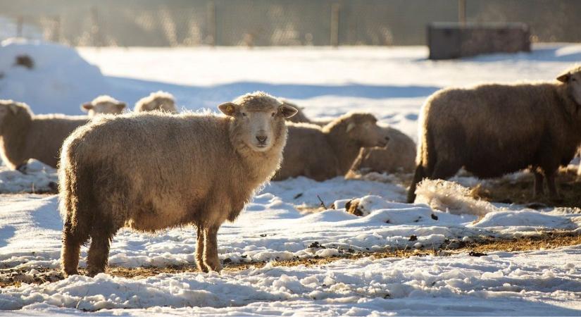 Juhteleltetési tippek – almozás, ellési előkészítés, parazita-kontroll