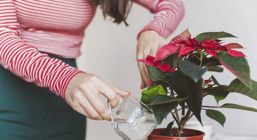 Így gondozd a mikulásvirágot, hogy ne fakuljon ki: az sem mindegy, melyik veszed a boltban