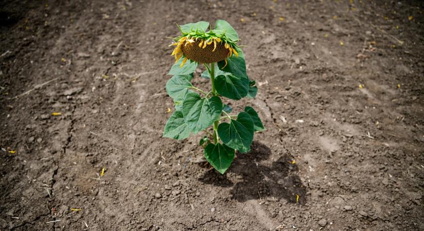 Őrület, mit terveznek több száz hektáron itthon: ez 6 évig is eltarthat