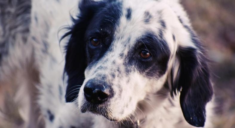 Így jelzi a kutyád, hogy több törődésre lenne szüksége – az 5 legbeszédesebb jel