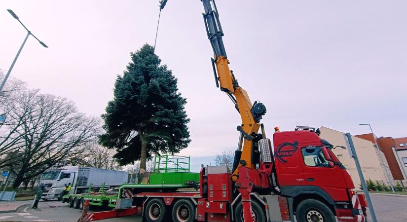 Videón a lélegzetelállító látvány: daruval emelték a helyére a város hatalmas karácsonyfáját