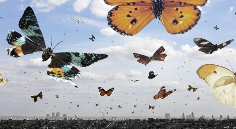 Rovarapokalipszis okozhat élelmiszerválságot: a tudósok már dolgoznak a megoldáson