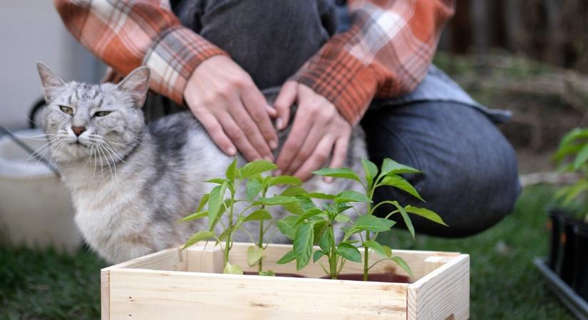 Kertészeti szaporítóanyagokat ellenőrzött a Nébih