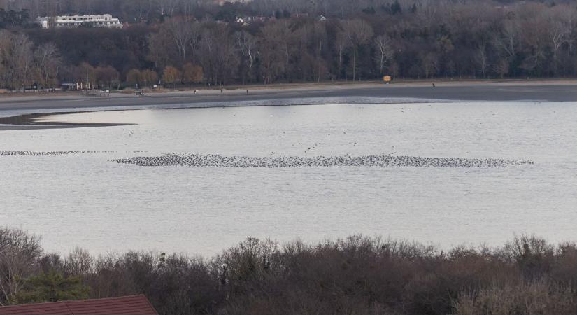 Izgalmas madármozgások és páratlan élmények: újra vár a Tatai Vadlúd Sokadalom fotók, videó