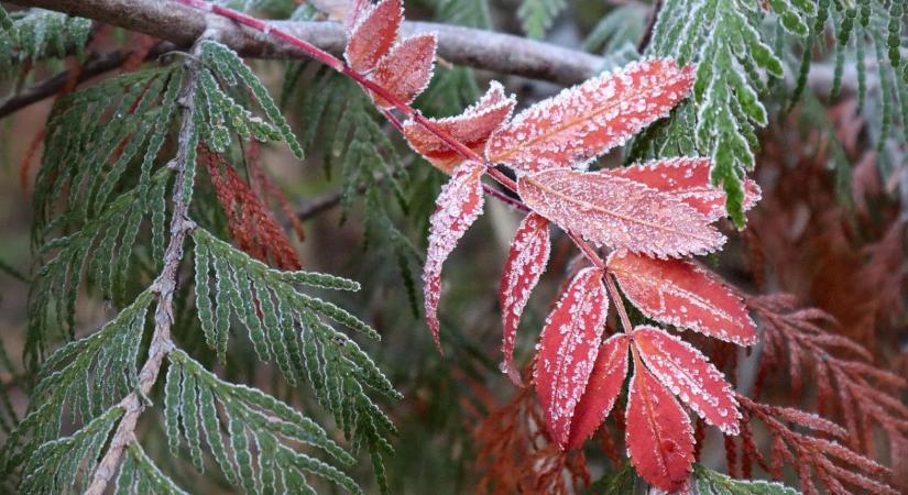 Fagykár gyümölcsfaiskolában – megelőzés és biztosítási alapok
