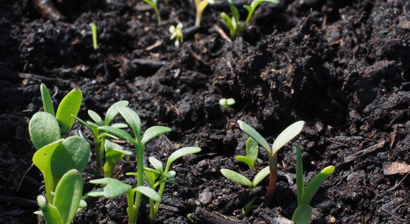 Vetés előtti talaj-előkészítés téli ablakban – mikor jó ötlet?