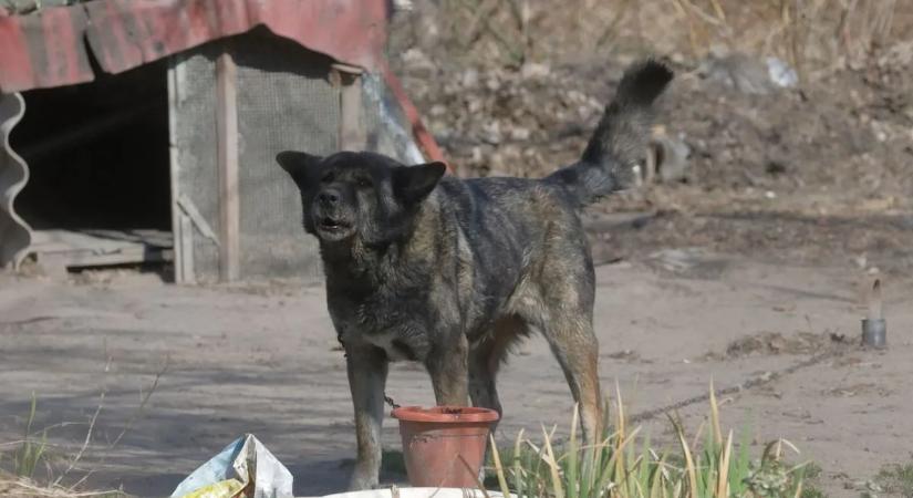 Nyulakat, gyöngytyúkokat ölt a szomszéd kutyája – rekord bírságot kapott a gazdája