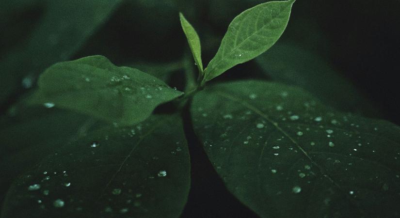 Van egy magyar gyümölcs, ami magát főzi meg