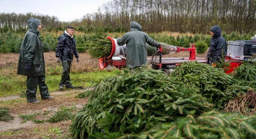 Karácsonyfa árak: megszólalt az Agrárminisztérium, kiderült, hogy mire számíthatunk